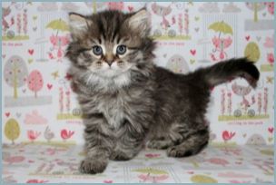 Male Siberian Kitten from Deedlebug Siberians